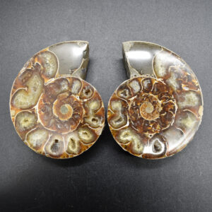 Pair of Brown Ammonite Cleoniceras Fossil Cut Slices from Madagascar - 7.5cm - 210 grams