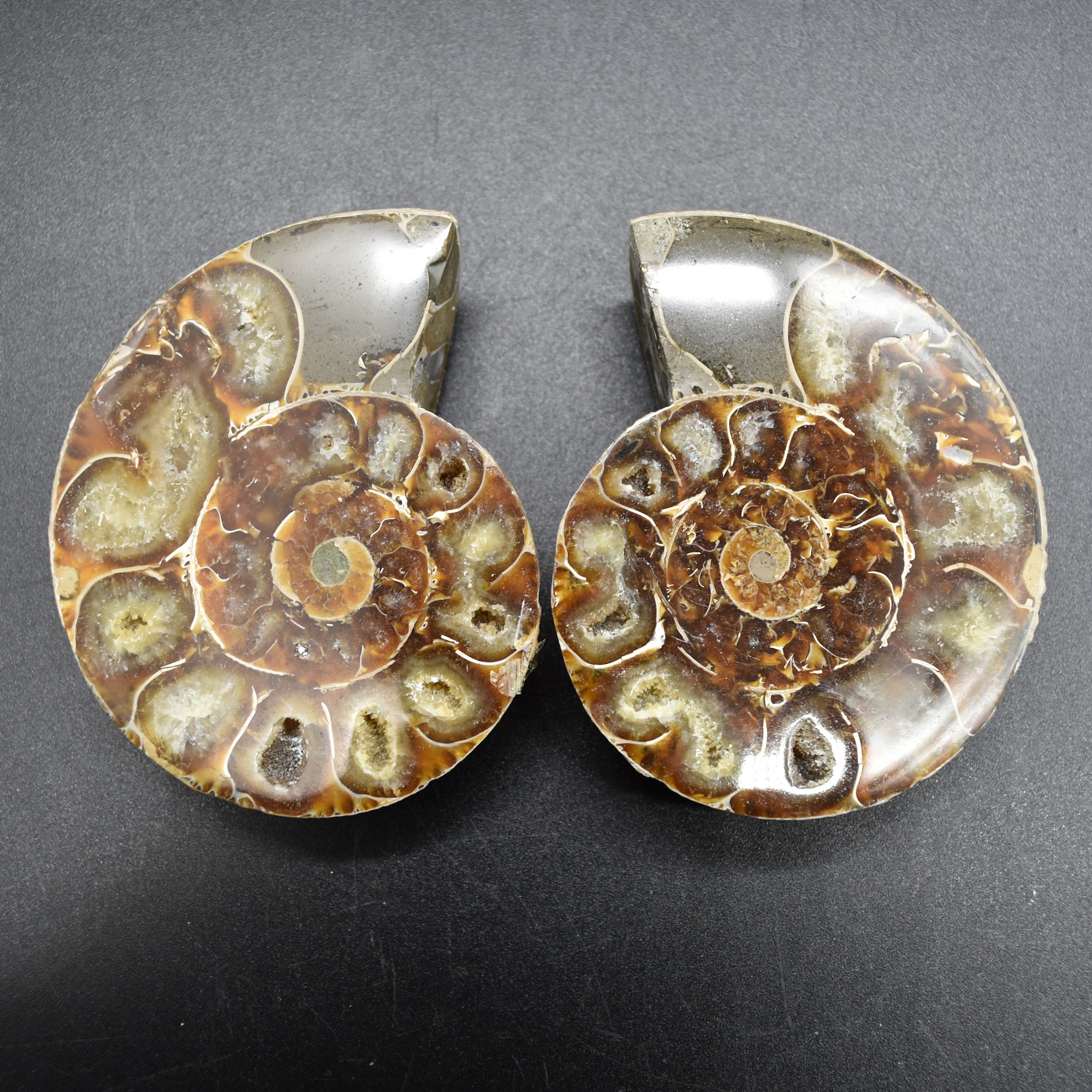 Pair of Brown Ammonite Cleoniceras Fossil Cut Slices from Madagascar - 7.5cm - 210 grams