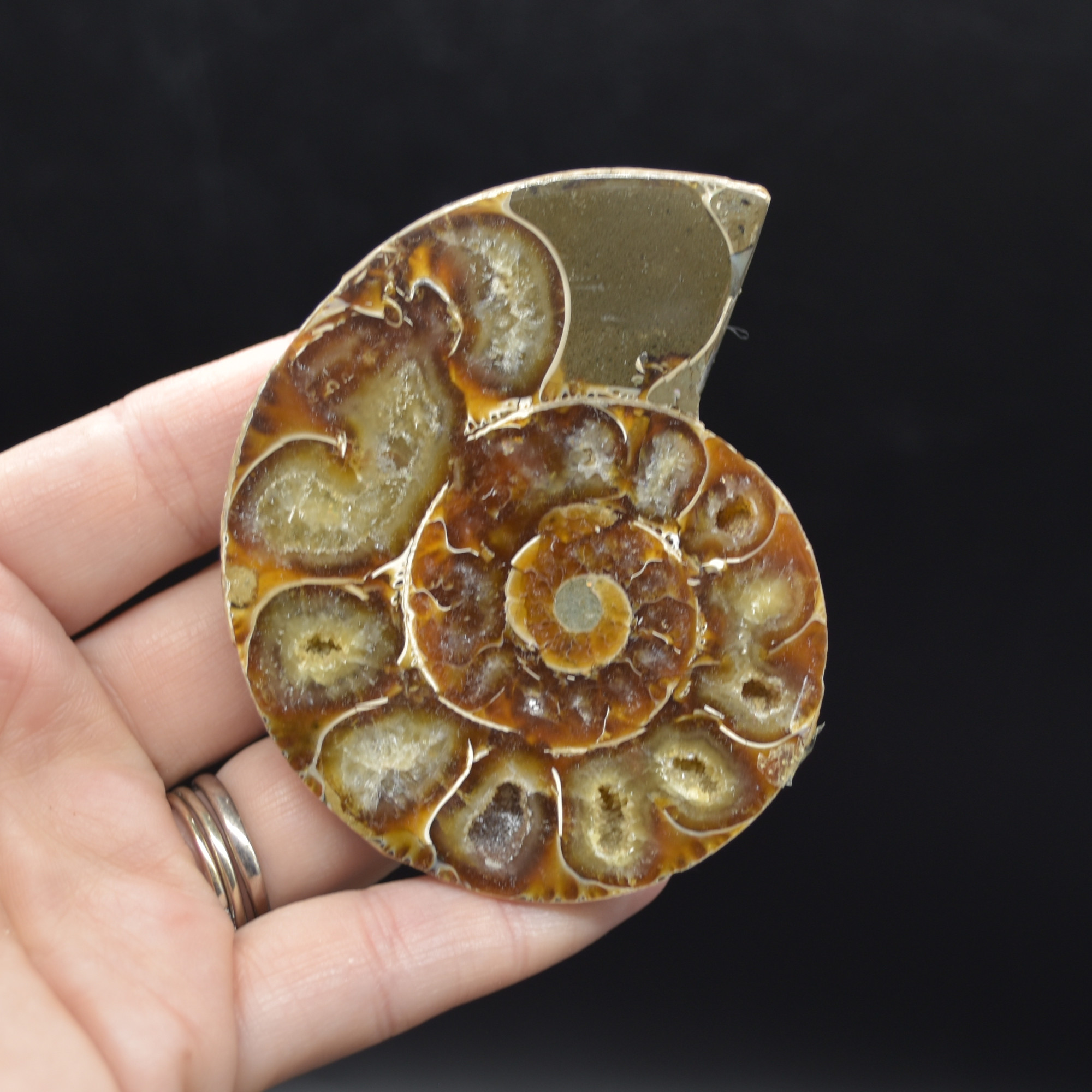 Pair of Brown Ammonite Cleoniceras Fossil Cut Slices from Madagascar - 7.5cm - 210 grams - Image 2