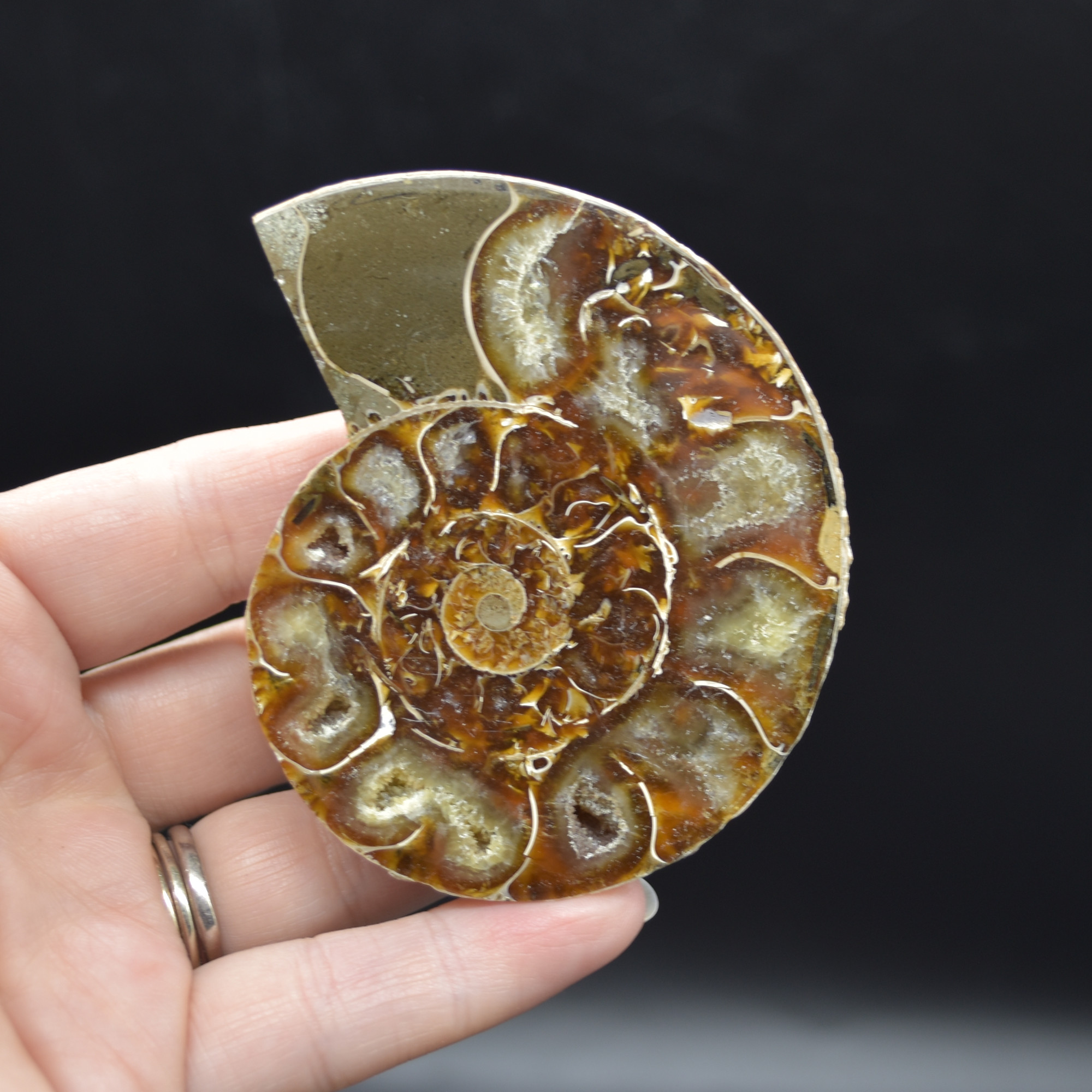Pair of Brown Ammonite Cleoniceras Fossil Cut Slices from Madagascar - 7.5cm - 210 grams - Image 3