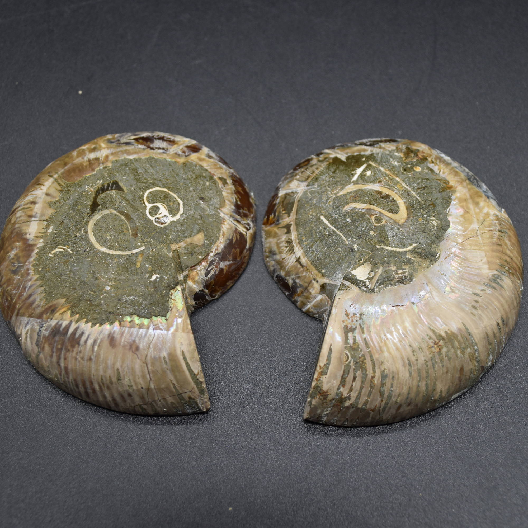 Pair of Brown Ammonite Cleoniceras Fossil Cut Slices from Madagascar - 7.5cm - 210 grams - Image 4