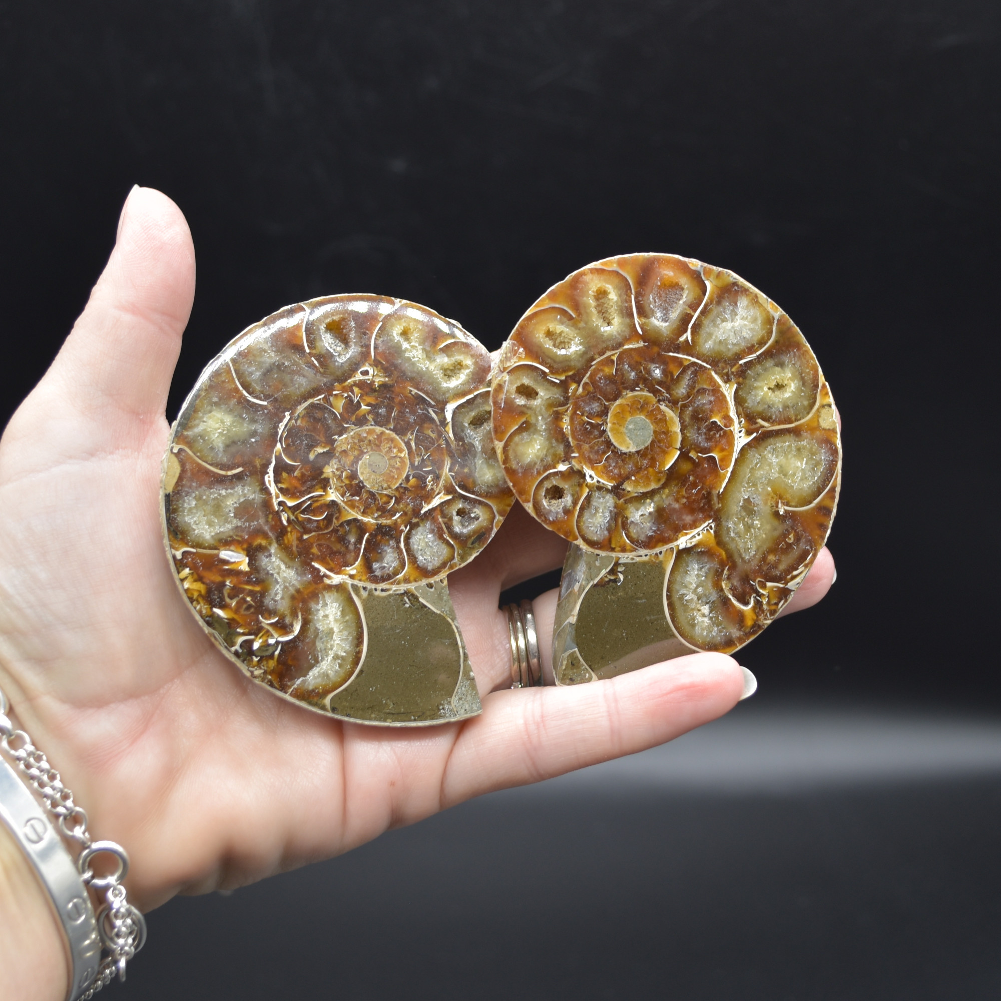 Pair of Brown Ammonite Cleoniceras Fossil Cut Slices from Madagascar - 7.5cm - 210 grams - Image 5