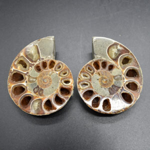 Pair of Brown Ammonite Cleoniceras Fossil Cut Slices from Madagascar - 7.8cm - 222 grams