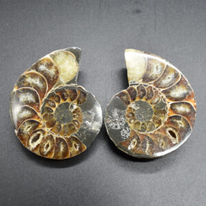 Pair of Brown Ammonite Cleoniceras Fossil Cut Slices from Madagascar - 6.9cm - 167 grams