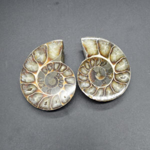 Pair of Brown Ammonite Cleoniceras Fossil Cut Slices from Madagascar - 7cm - 181 grams