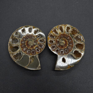 Pair of Brown Ammonite Cleoniceras Fossil Cut Slices from Madagascar - 5.6cm - 80 grams
