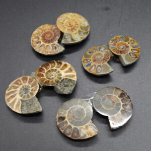 1 Pair Brown Ammonite Cleoniceras Fossil cut Slices from Madagascar - 3 Sizes