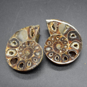 Pair of Brown Ammonite Cleoniceras Fossil Cut Slices from Madagascar - 5.5cm - 82 grams