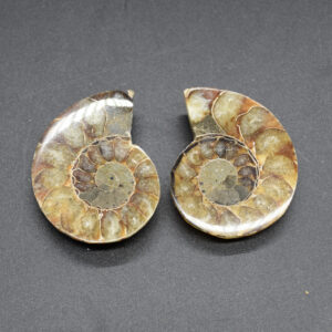 Pair of Brown Ammonite Cleoniceras Fossil Cut Slices from Madagascar - 5.2cm - 69 grams