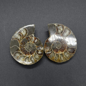 Pair of Brown Ammonite Cleoniceras Fossil Cut Slices from Madagascar - 5cm - 68 grams
