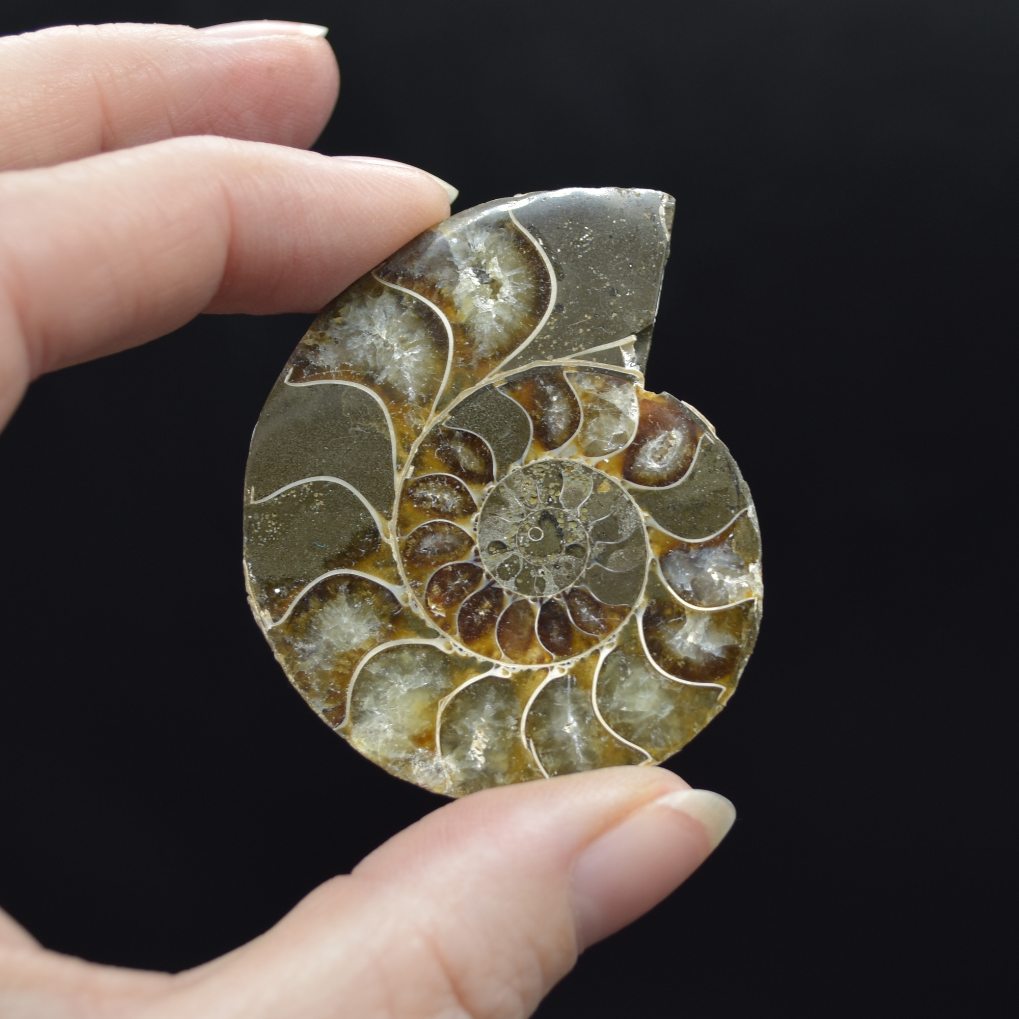 Pair of Brown Ammonite Cleoniceras Fossil Cut Slices from Madagascar - 5cm - 68 grams - Image 2