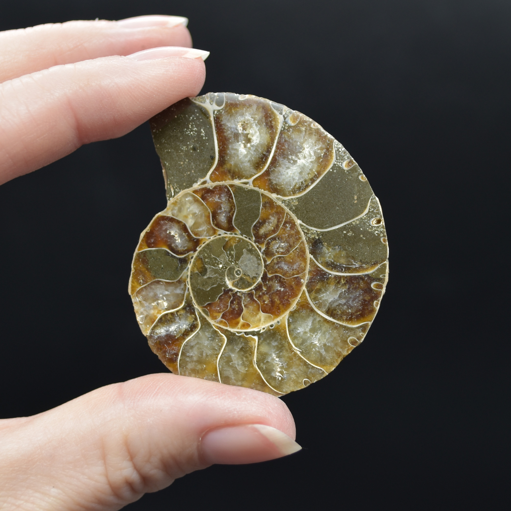 Pair of Brown Ammonite Cleoniceras Fossil Cut Slices from Madagascar - 5cm - 68 grams - Image 3