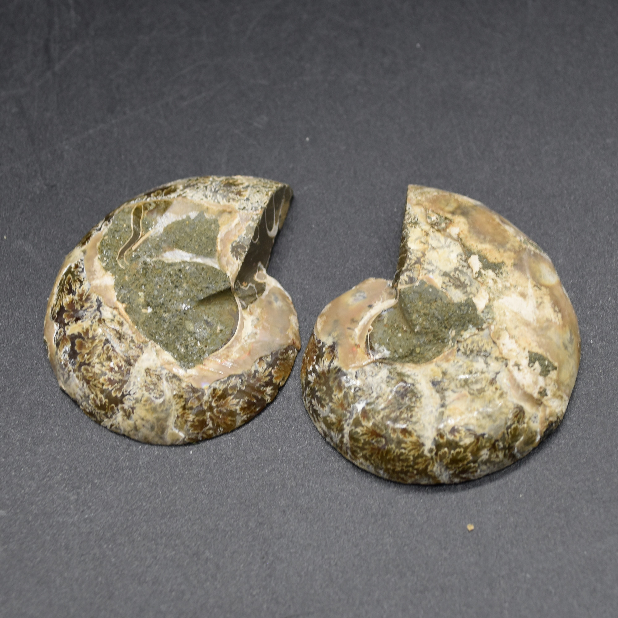 Pair of Brown Ammonite Cleoniceras Fossil Cut Slices from Madagascar - 5cm - 68 grams - Image 4