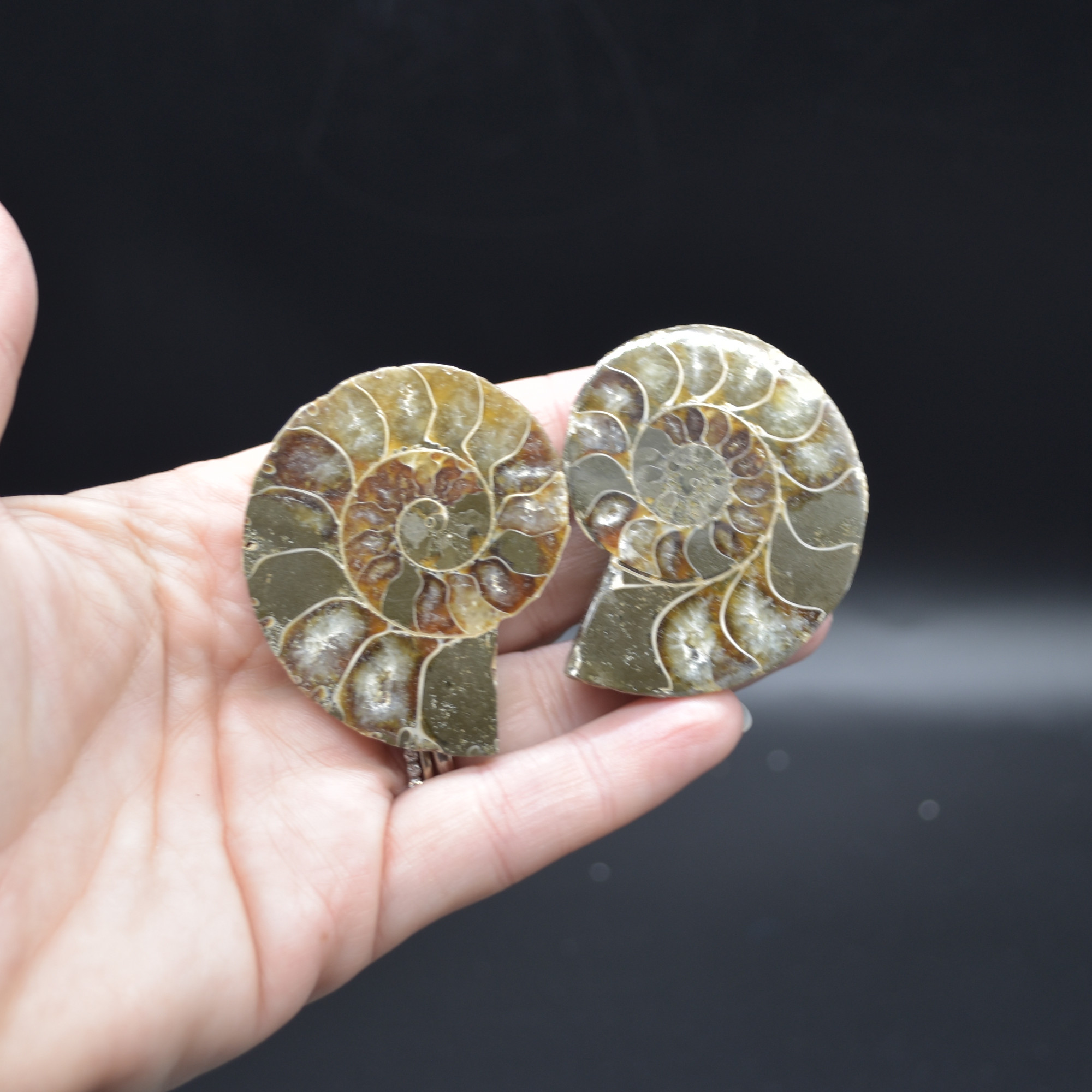 Pair of Brown Ammonite Cleoniceras Fossil Cut Slices from Madagascar - 5cm - 68 grams - Image 5