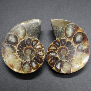 Pair of Brown Ammonite Cleoniceras Fossil Cut Slices from Madagascar - 5cm - 58 grams