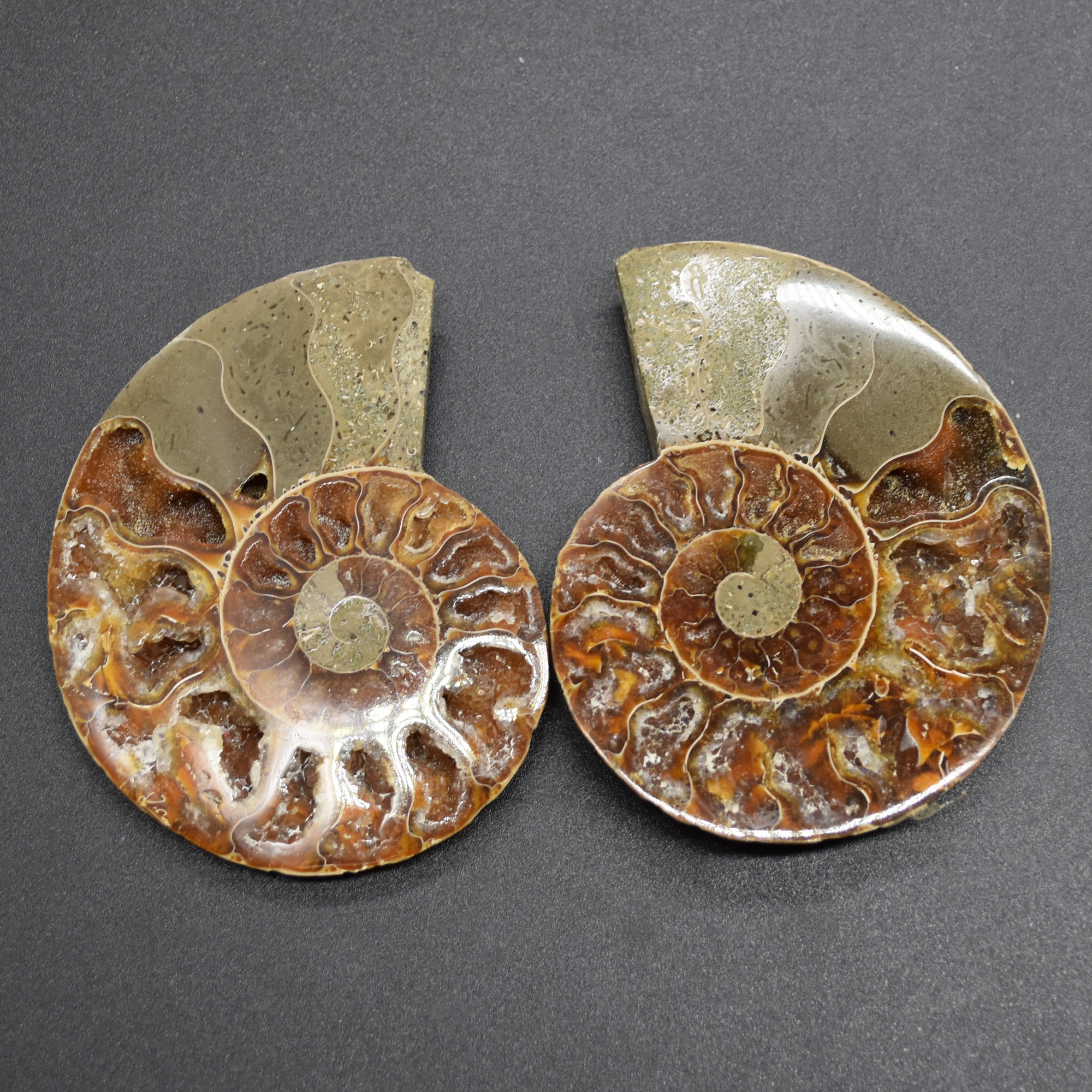 Pair of Brown Ammonite Cleoniceras Fossil Cut Slices from Madagascar - 5 Sizes - Image 2