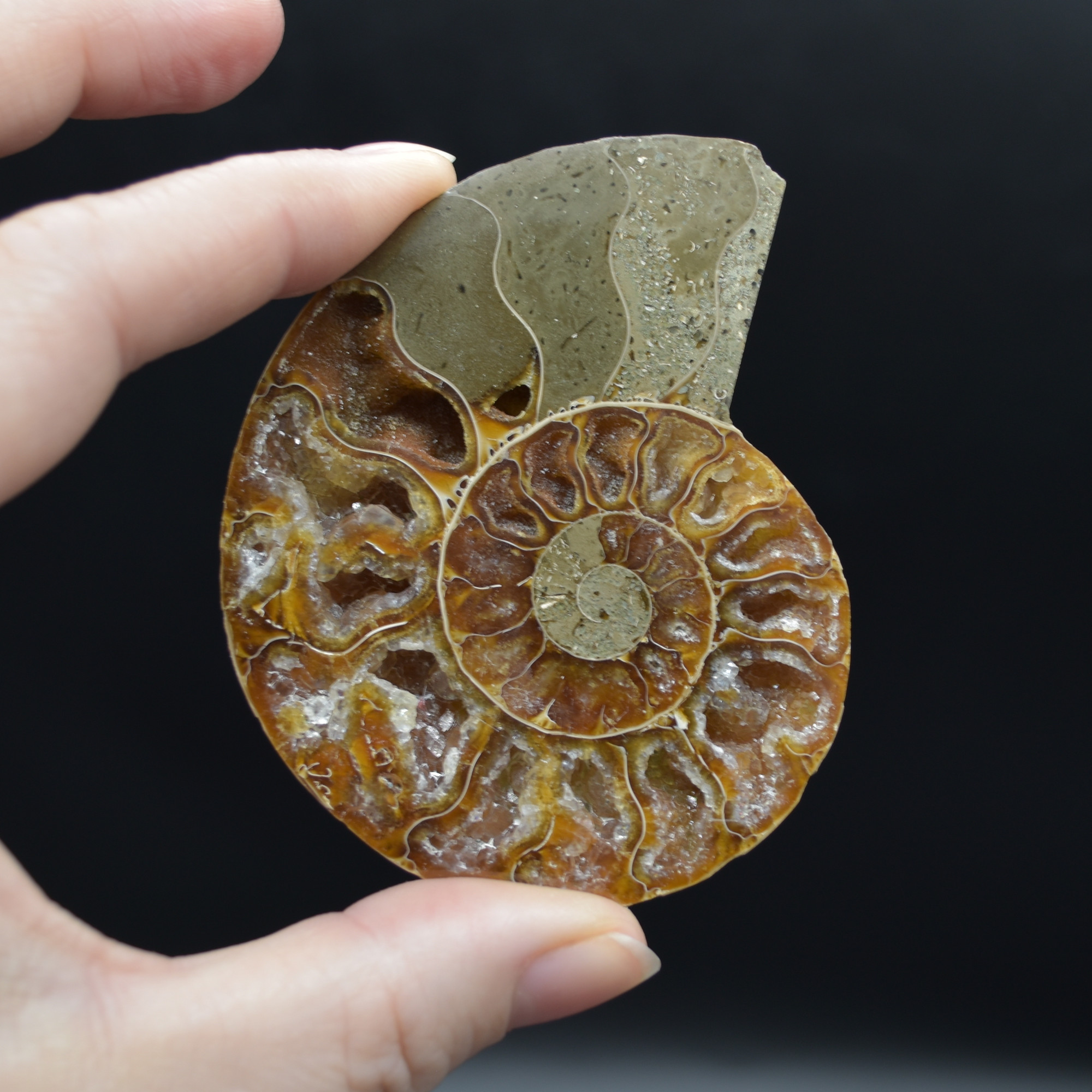 Pair of Brown Ammonite Cleoniceras Fossil Cut Slices from Madagascar - 5 Sizes - Image 3