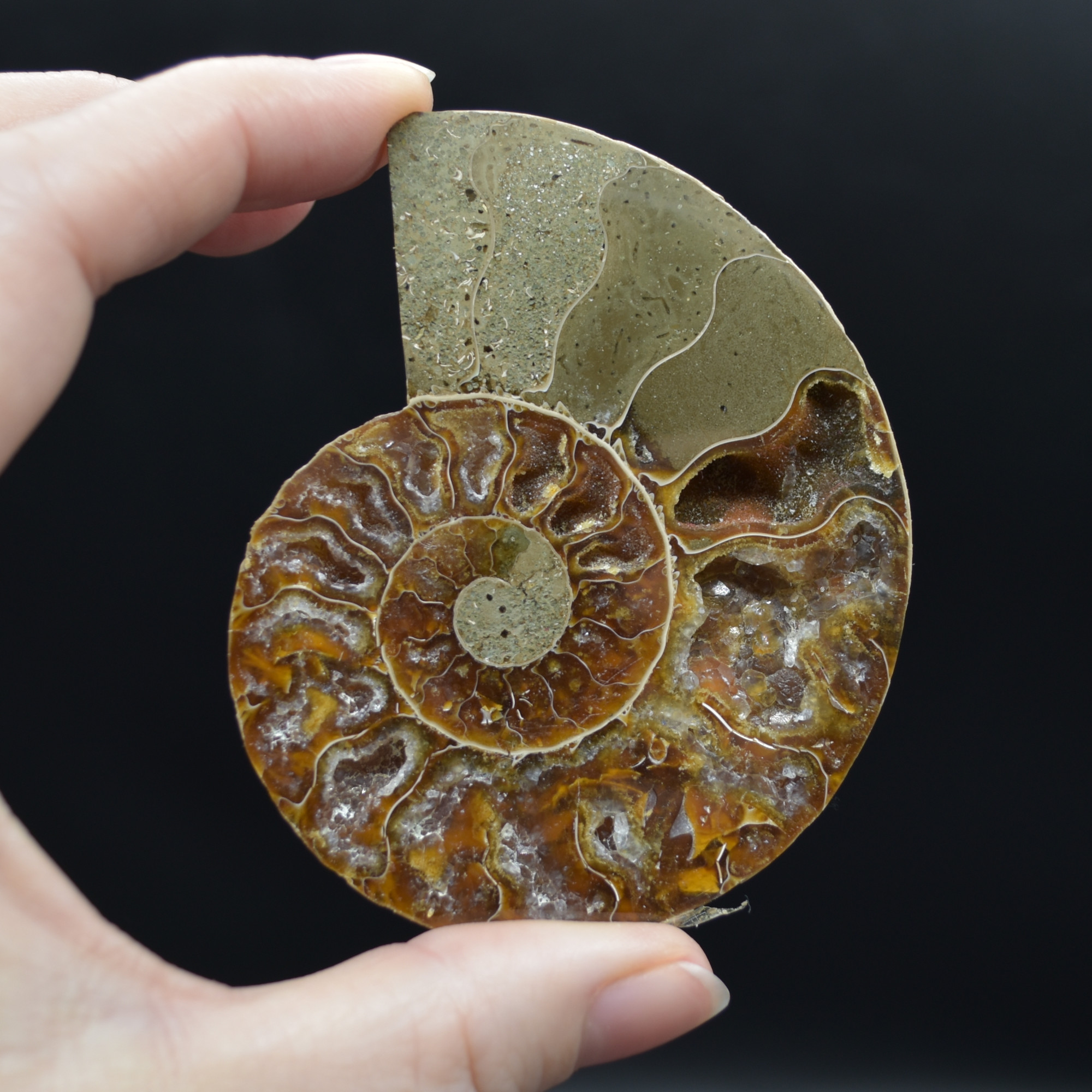 Pair of Brown Ammonite Cleoniceras Fossil Cut Slices from Madagascar - 5 Sizes - Image 4