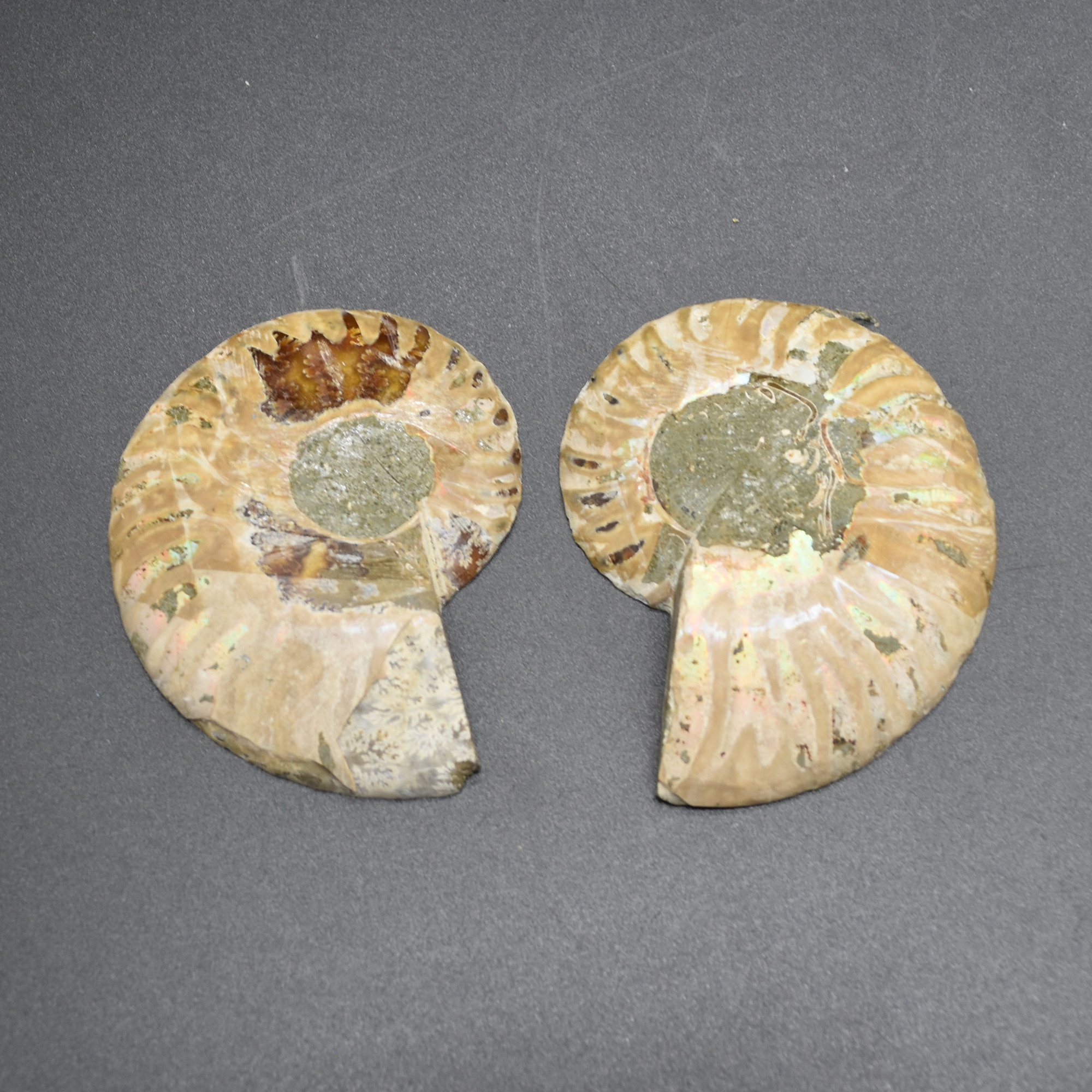 Pair of Brown Ammonite Cleoniceras Fossil Cut Slices from Madagascar - 5 Sizes - Image 5