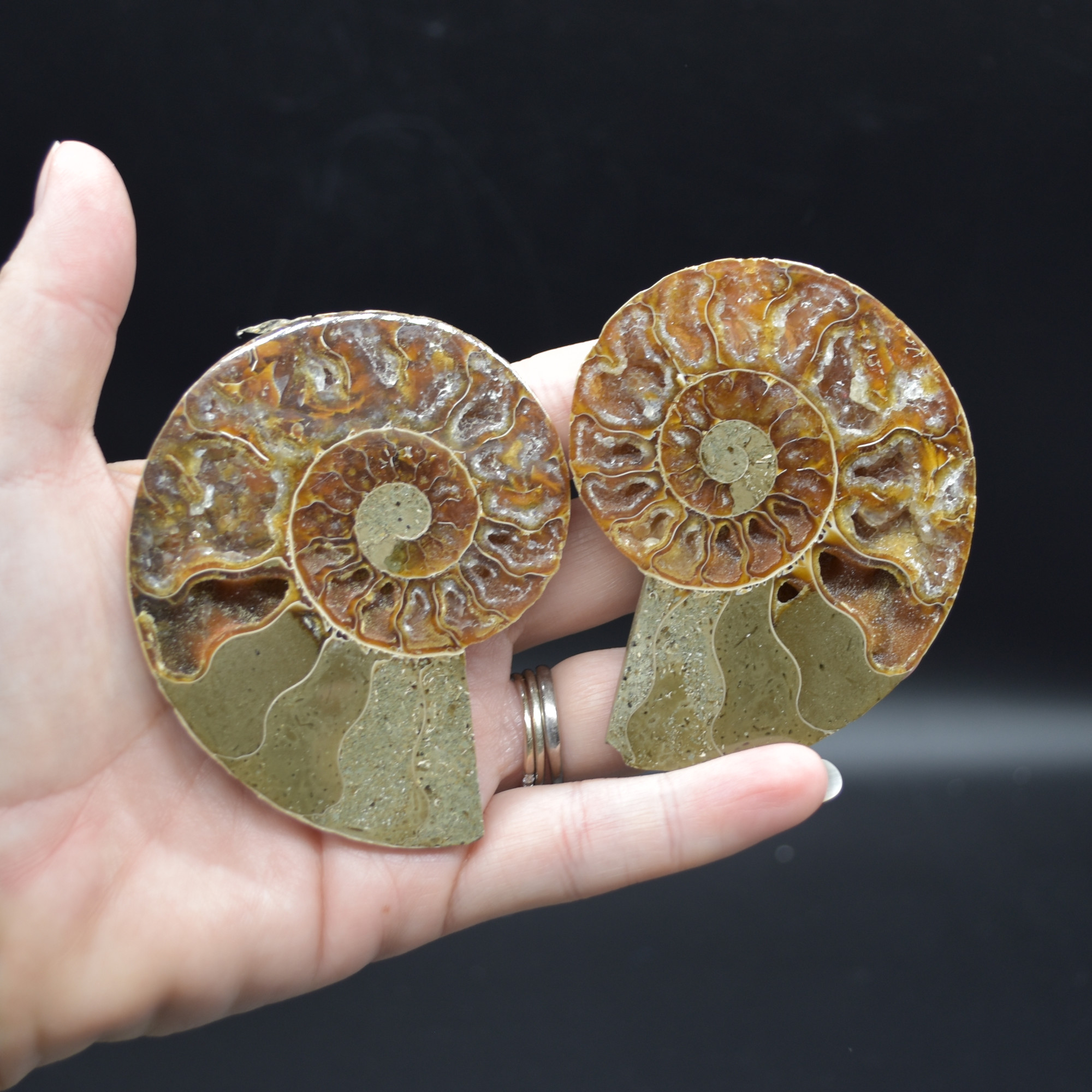 Pair of Brown Ammonite Cleoniceras Fossil Cut Slices from Madagascar - 5 Sizes - Image 6