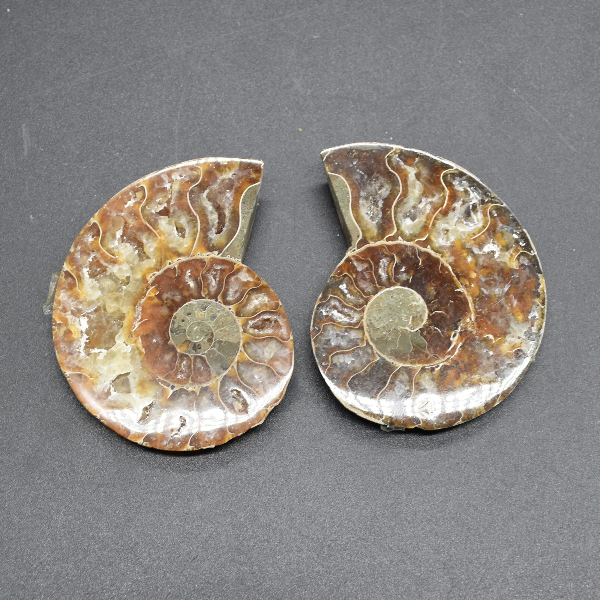 Pair of Brown Ammonite Cleoniceras Fossil Cut Slices from Madagascar - 5 Sizes - Image 7