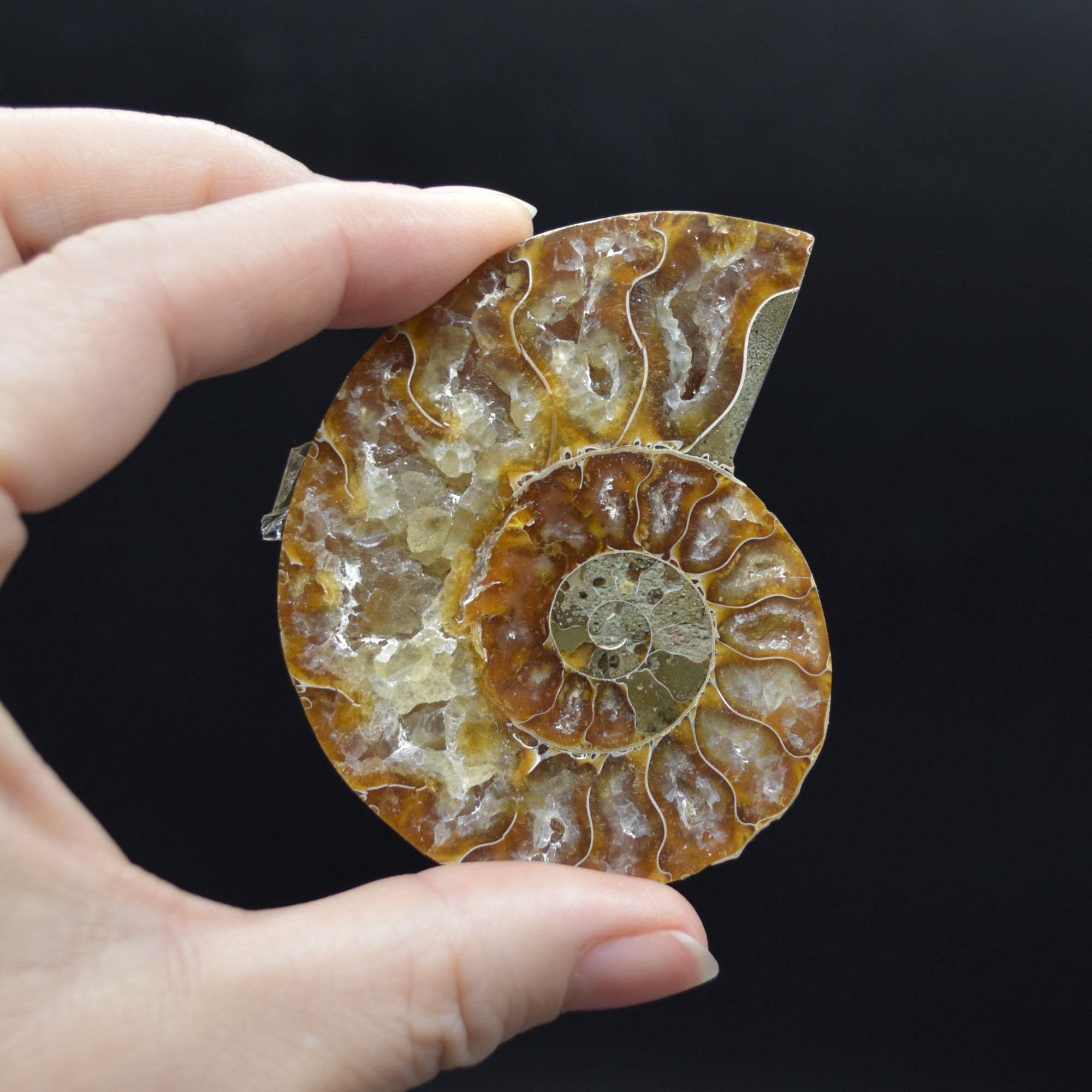 Pair of Brown Ammonite Cleoniceras Fossil Cut Slices from Madagascar - 5 Sizes - Image 8