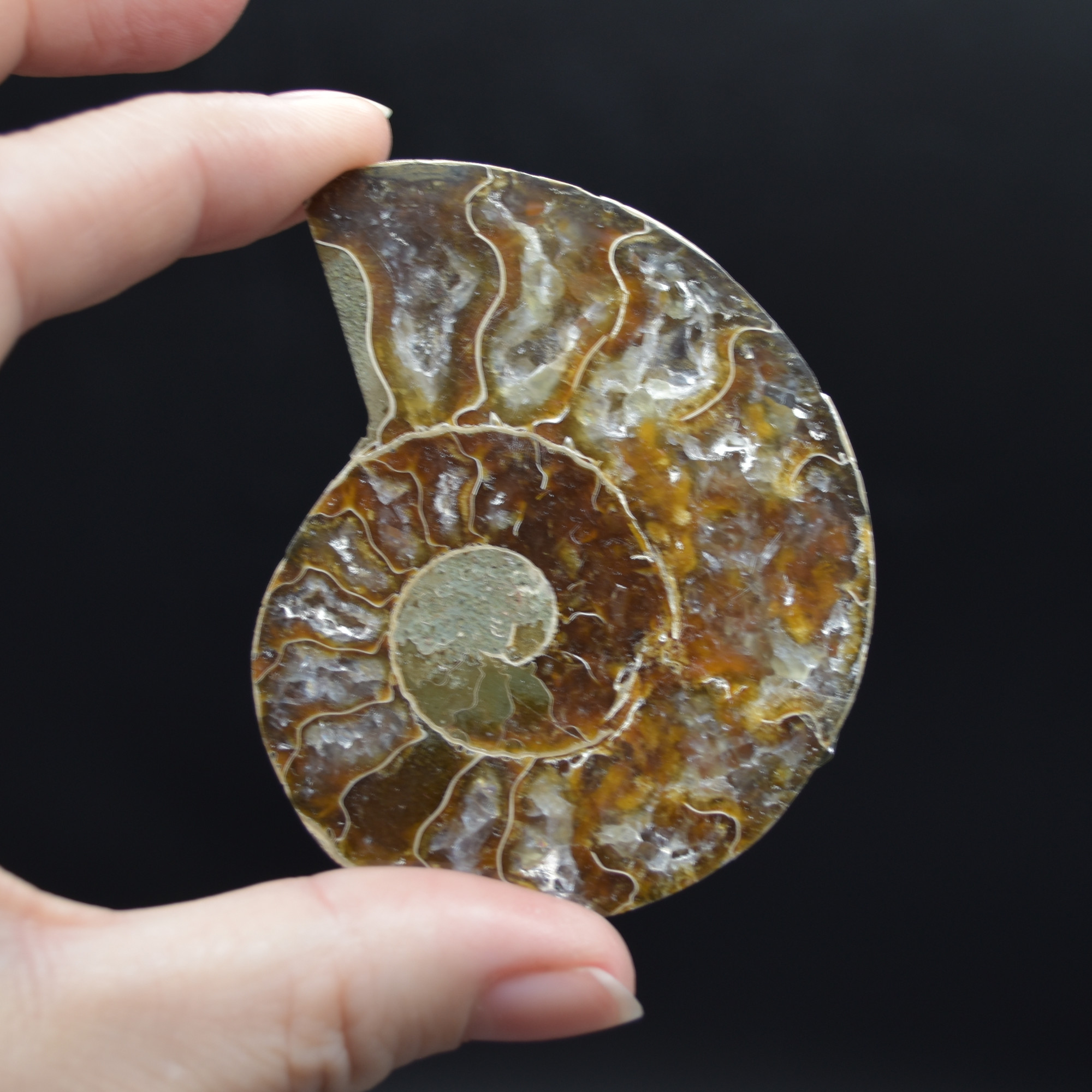 Pair of Brown Ammonite Cleoniceras Fossil Cut Slices from Madagascar - 5 Sizes - Image 9