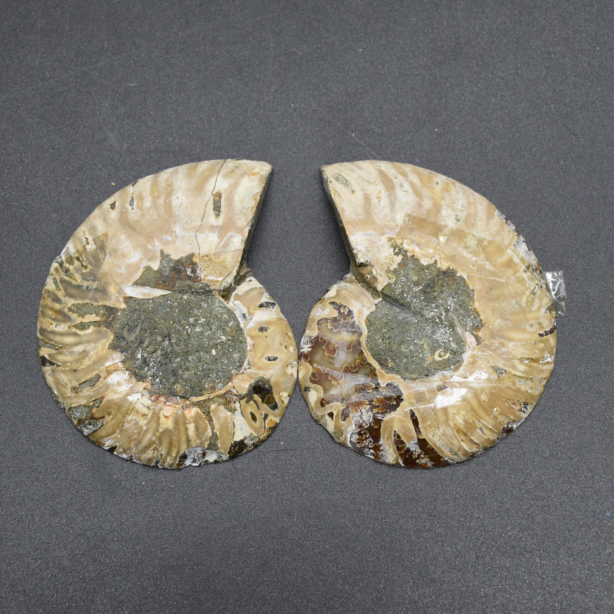 Pair of Brown Ammonite Cleoniceras Fossil Cut Slices from Madagascar - 5 Sizes - Image 10