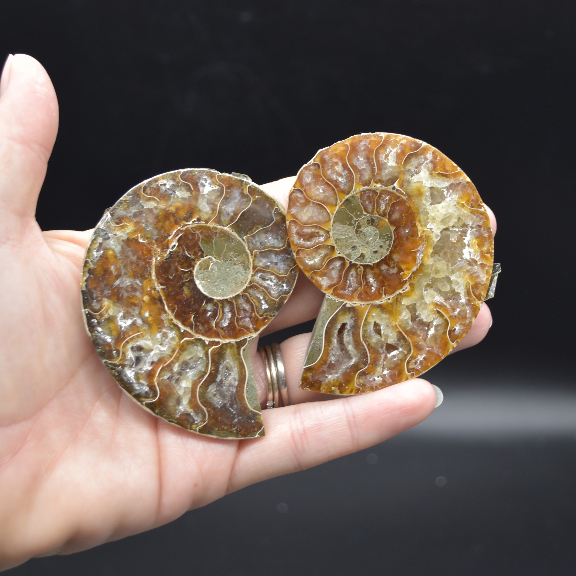 Pair of Brown Ammonite Cleoniceras Fossil Cut Slices from Madagascar - 5 Sizes - Image 11