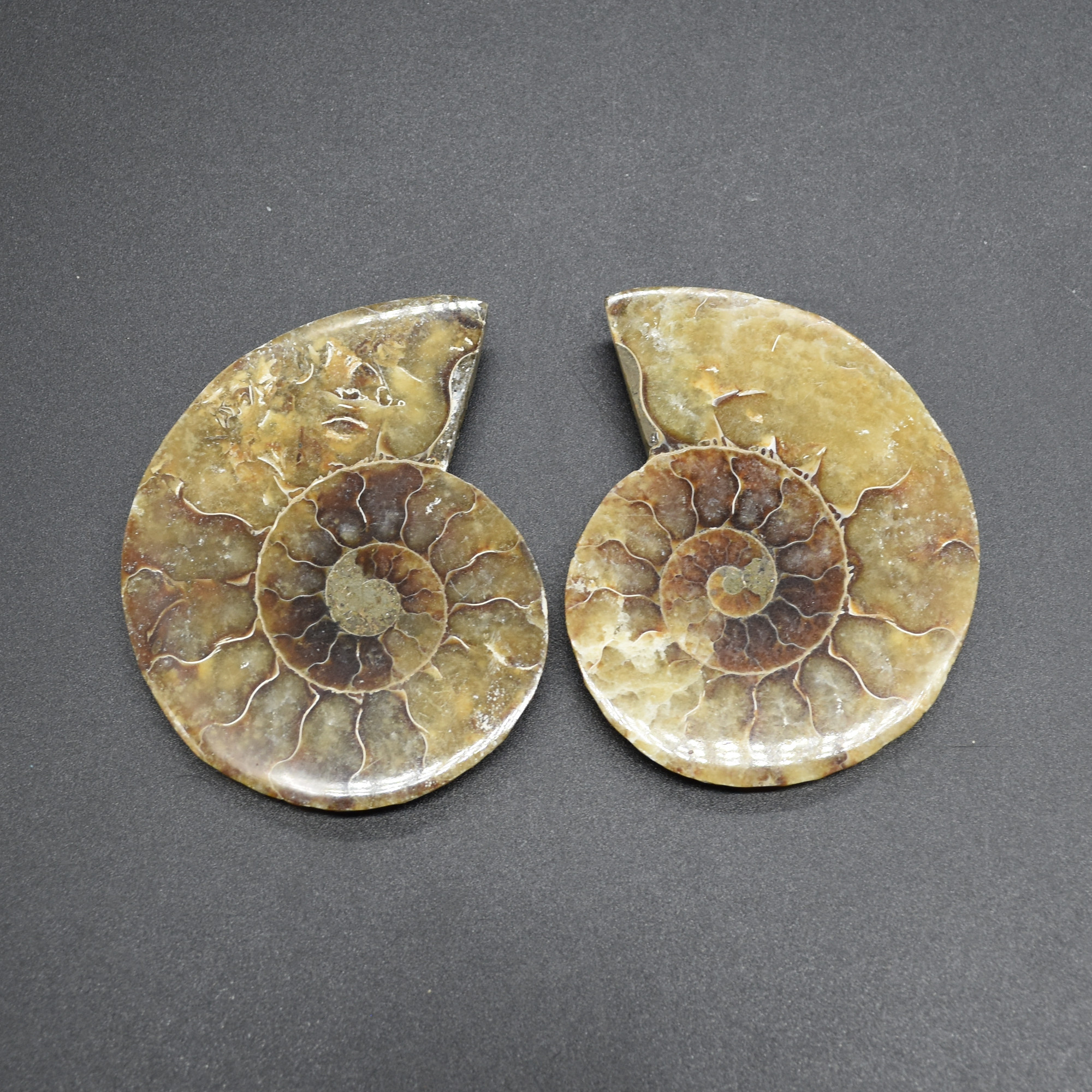 Pair of Brown Ammonite Cleoniceras Fossil Cut Slices from Madagascar - 5 Sizes - Image 12