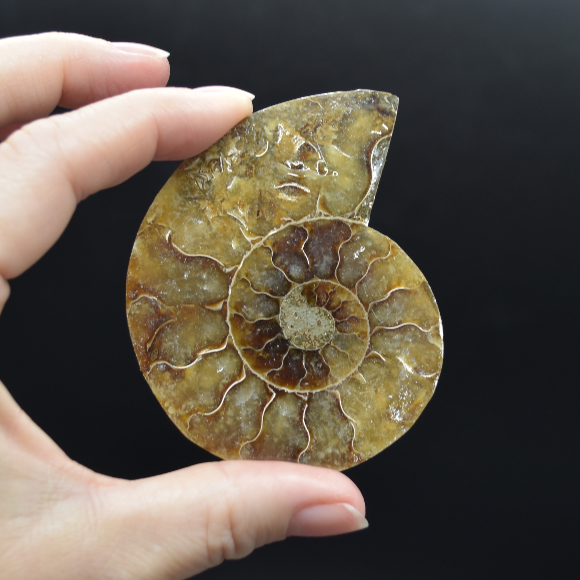 Pair of Brown Ammonite Cleoniceras Fossil Cut Slices from Madagascar - 5 Sizes - Image 13