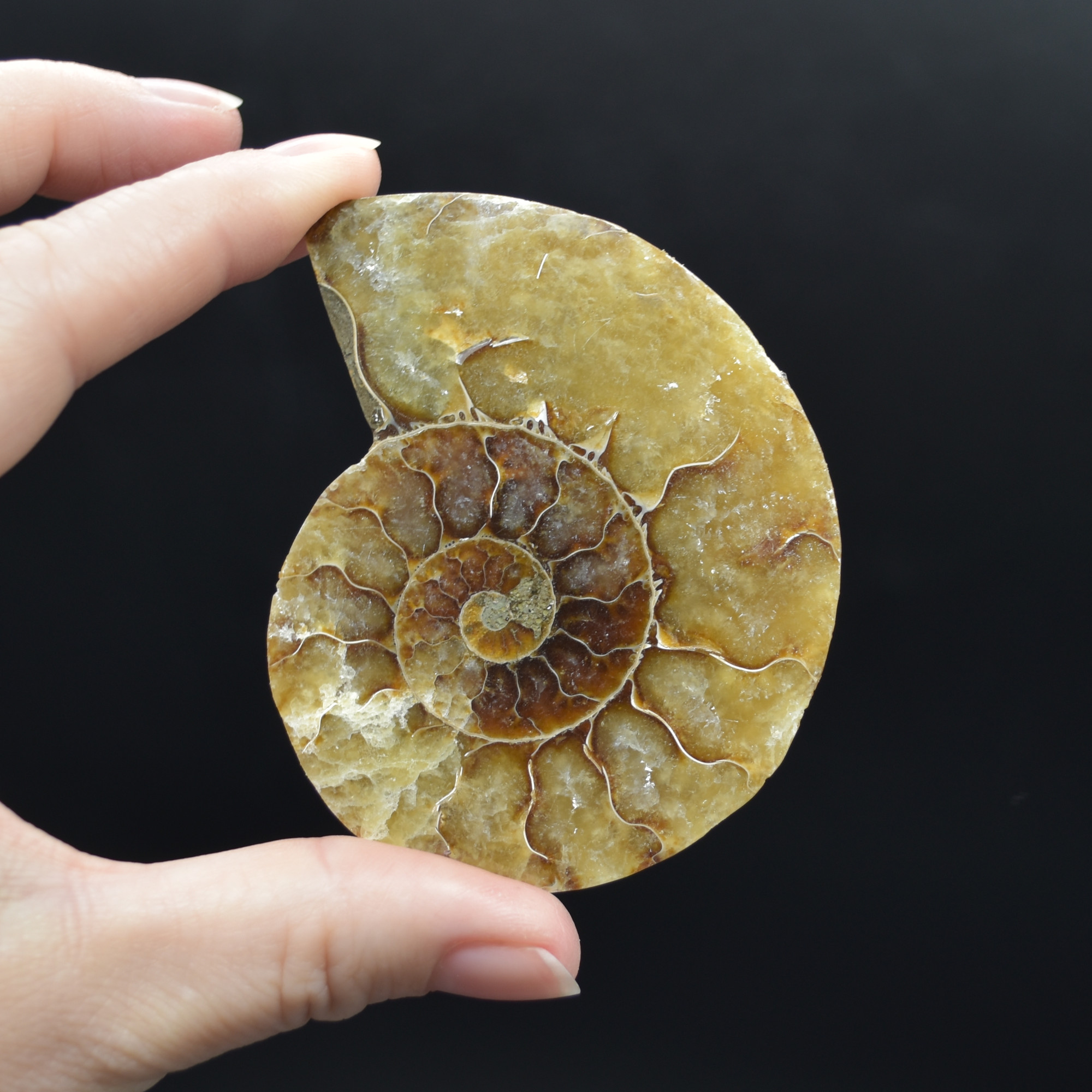 Pair of Brown Ammonite Cleoniceras Fossil Cut Slices from Madagascar - 5 Sizes - Image 14