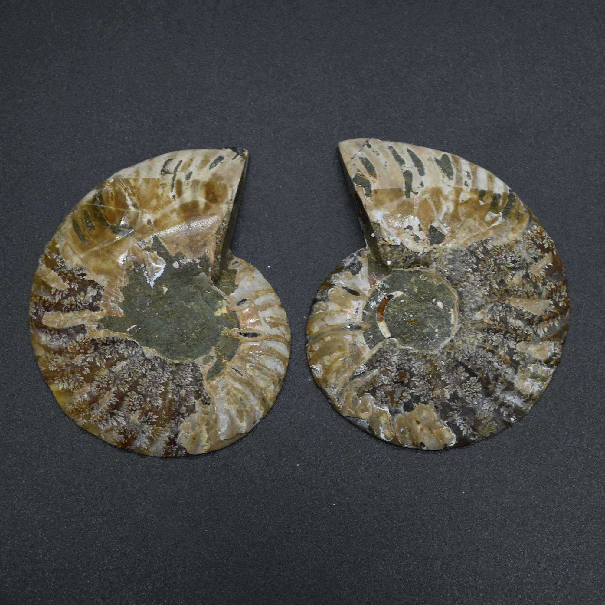 Pair of Brown Ammonite Cleoniceras Fossil Cut Slices from Madagascar - 5 Sizes - Image 15