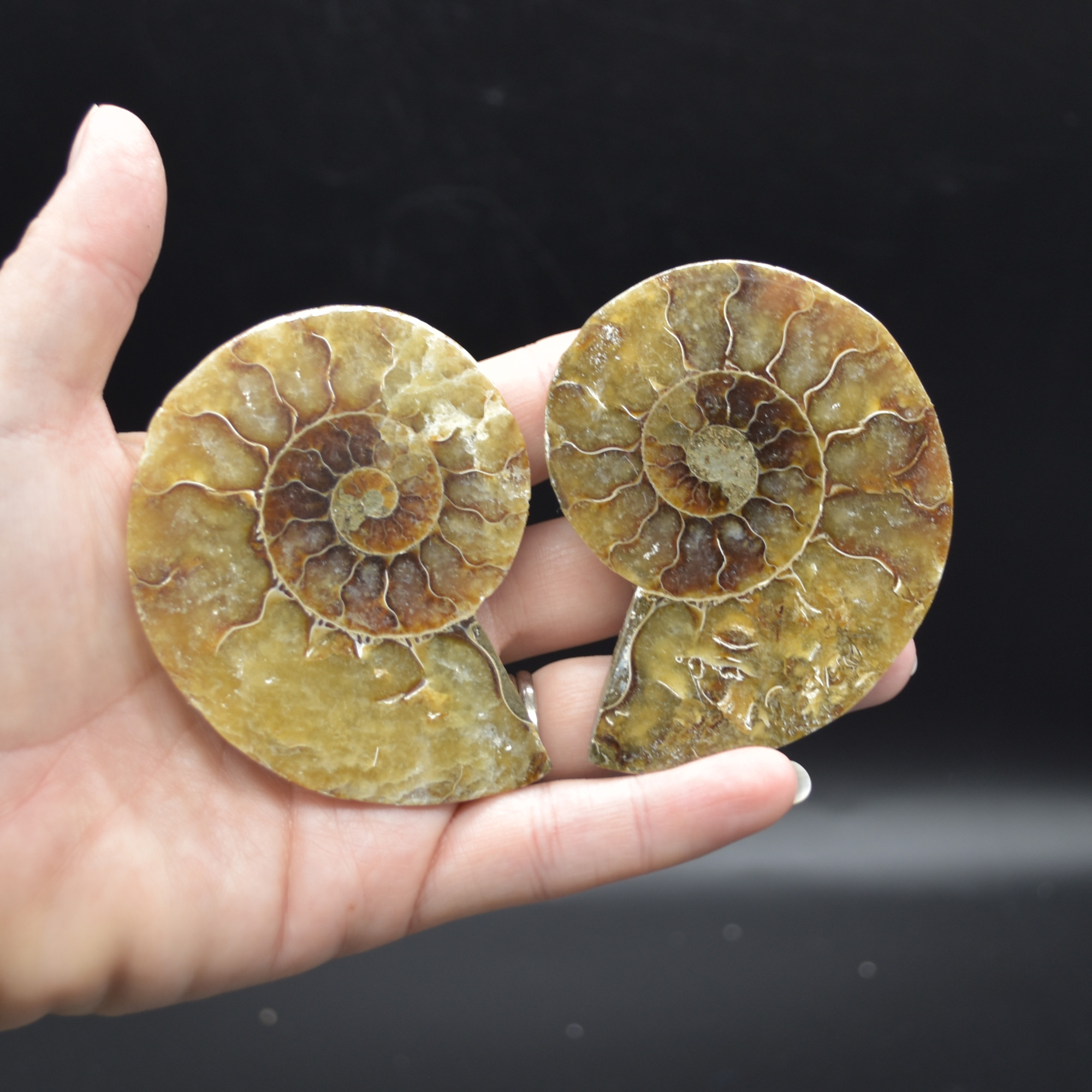 Pair of Brown Ammonite Cleoniceras Fossil Cut Slices from Madagascar - 5 Sizes - Image 16