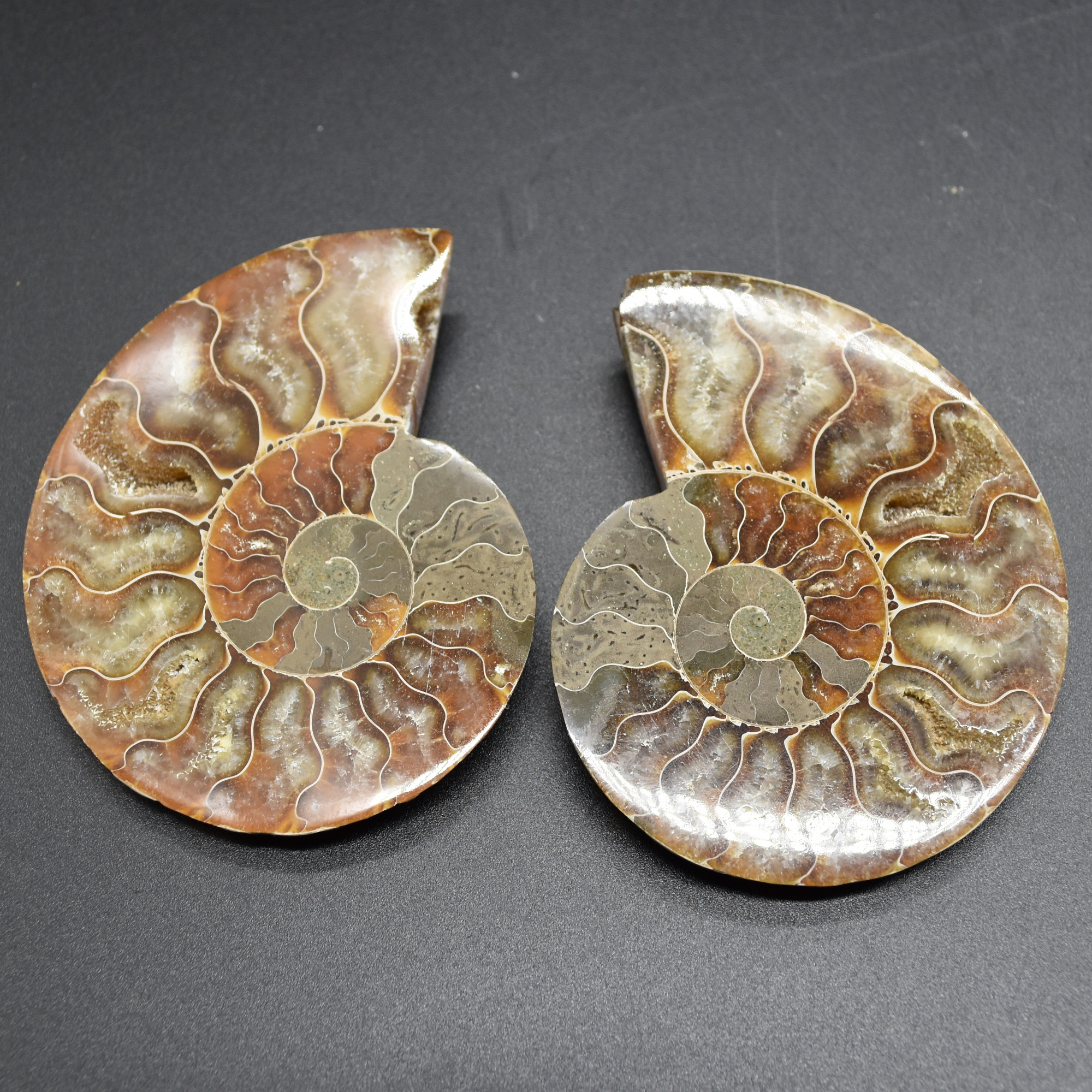 Pair of Brown Ammonite Cleoniceras Fossil Cut Slices from Madagascar - 5 Sizes - Image 17