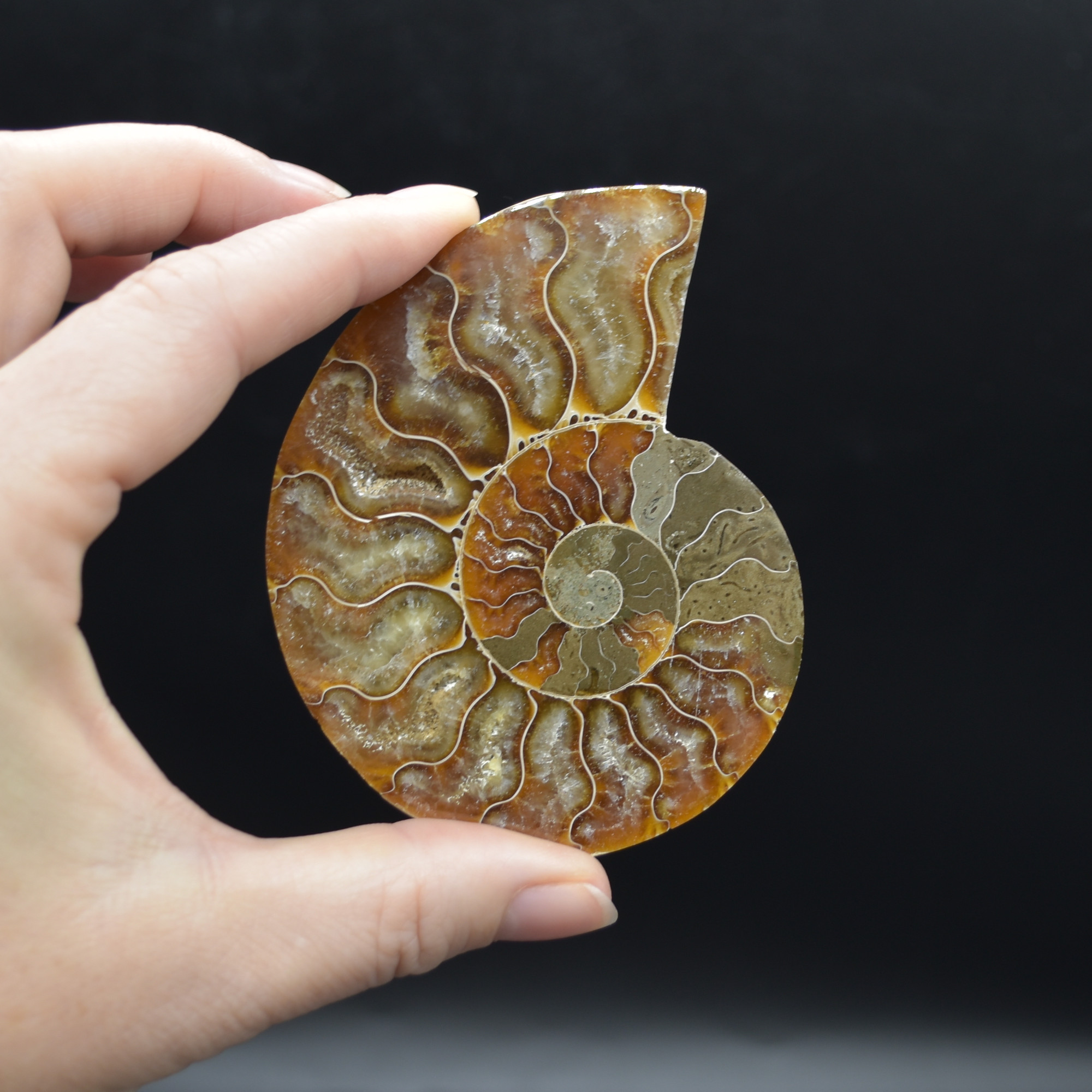 Pair of Brown Ammonite Cleoniceras Fossil Cut Slices from Madagascar - 5 Sizes - Image 18