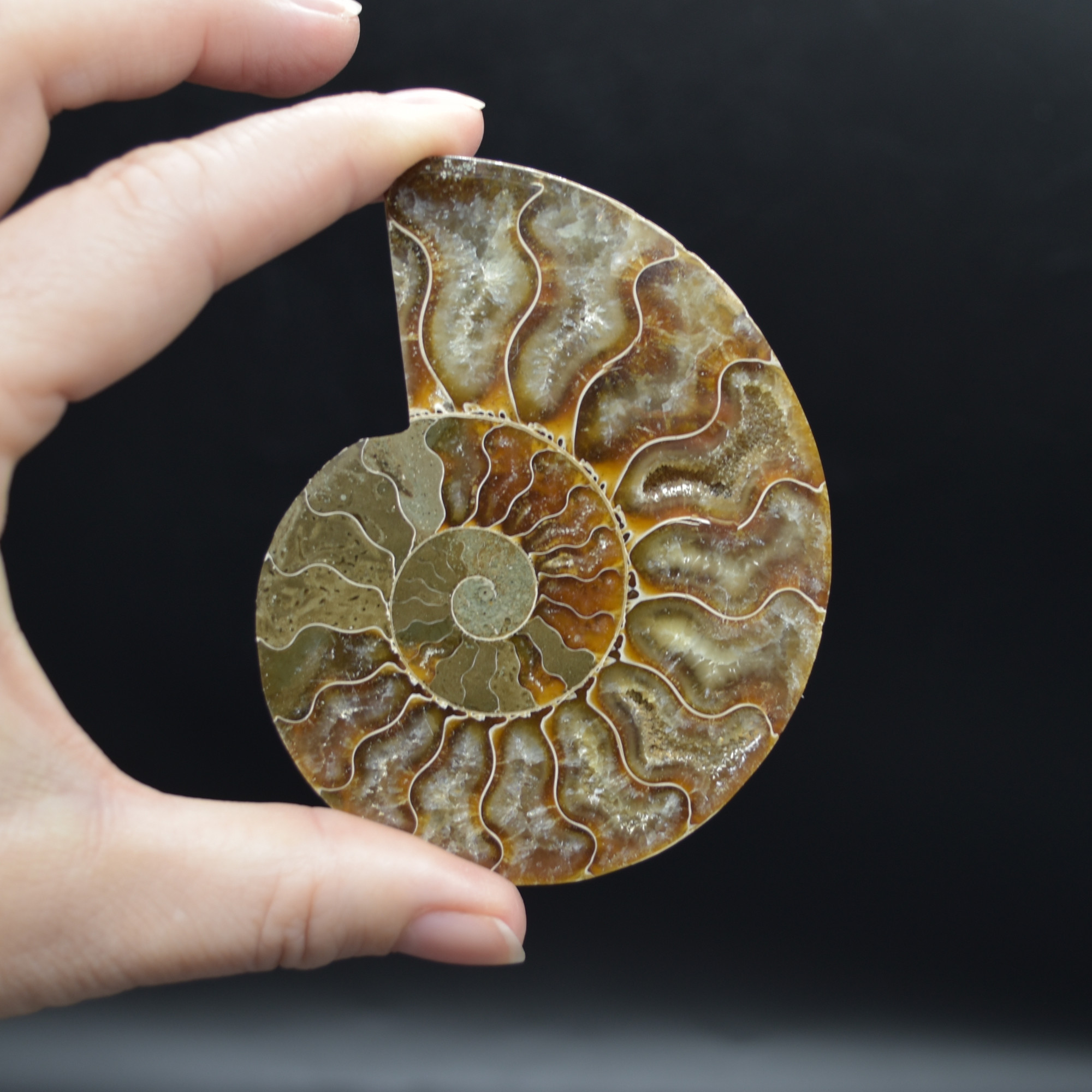 Pair of Brown Ammonite Cleoniceras Fossil Cut Slices from Madagascar - 5 Sizes - Image 19