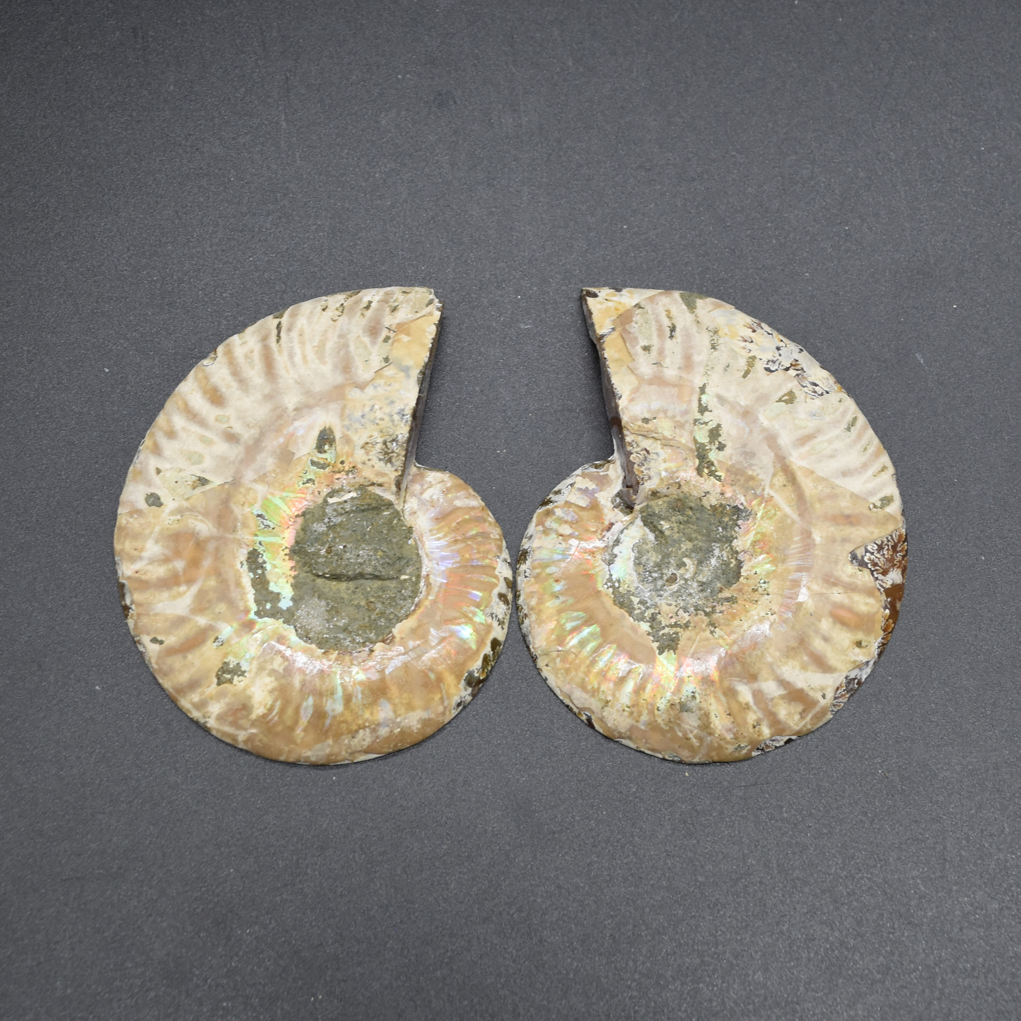 Pair of Brown Ammonite Cleoniceras Fossil Cut Slices from Madagascar - 5 Sizes - Image 20