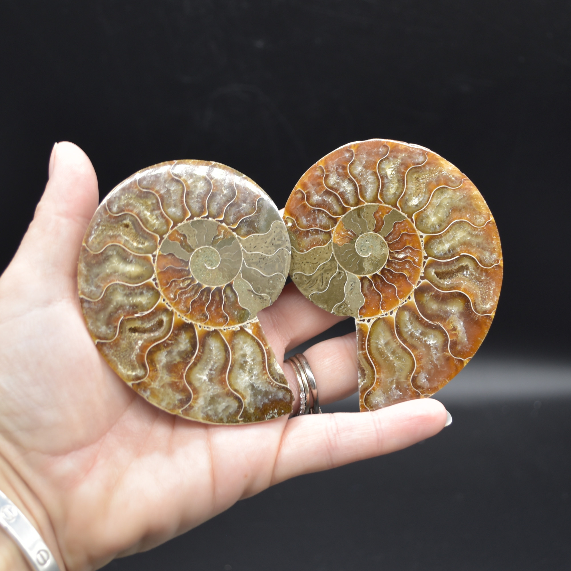 Pair of Brown Ammonite Cleoniceras Fossil Cut Slices from Madagascar - 5 Sizes - Image 21