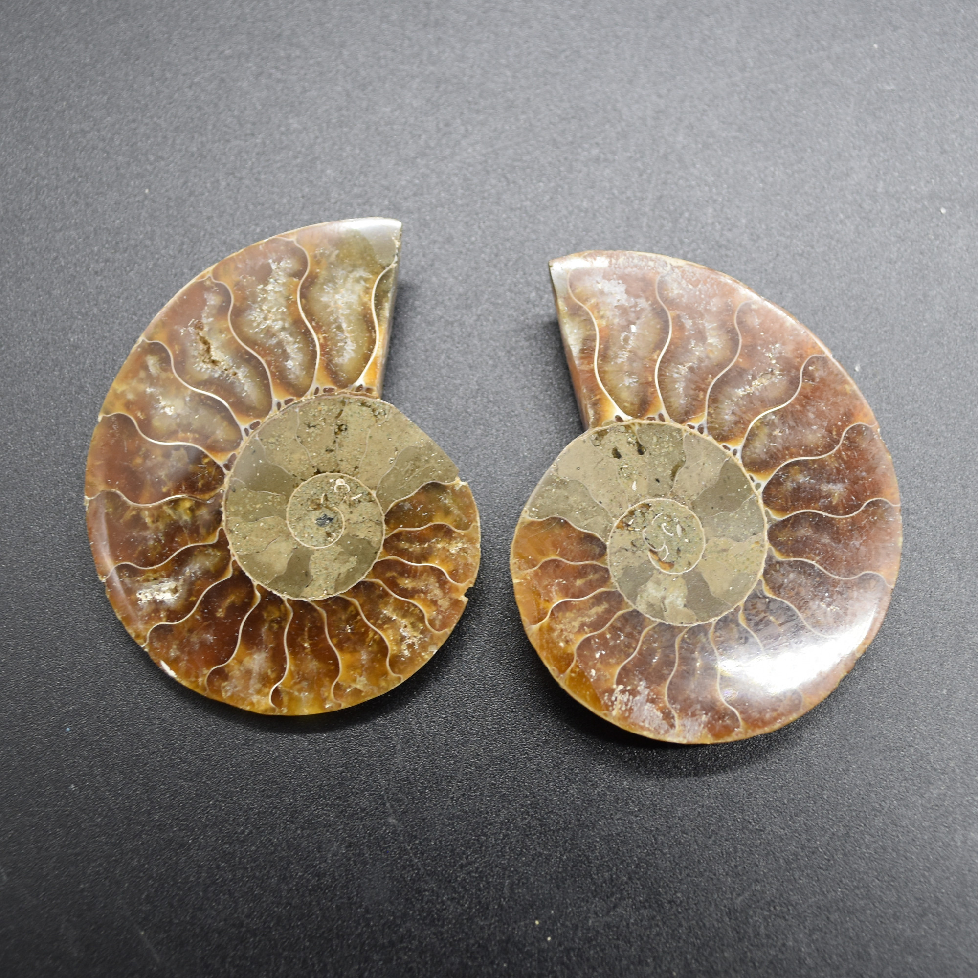 Pair of Brown Ammonite Cleoniceras Fossil Cut Slices from Madagascar - 3 Sizes - Image 2