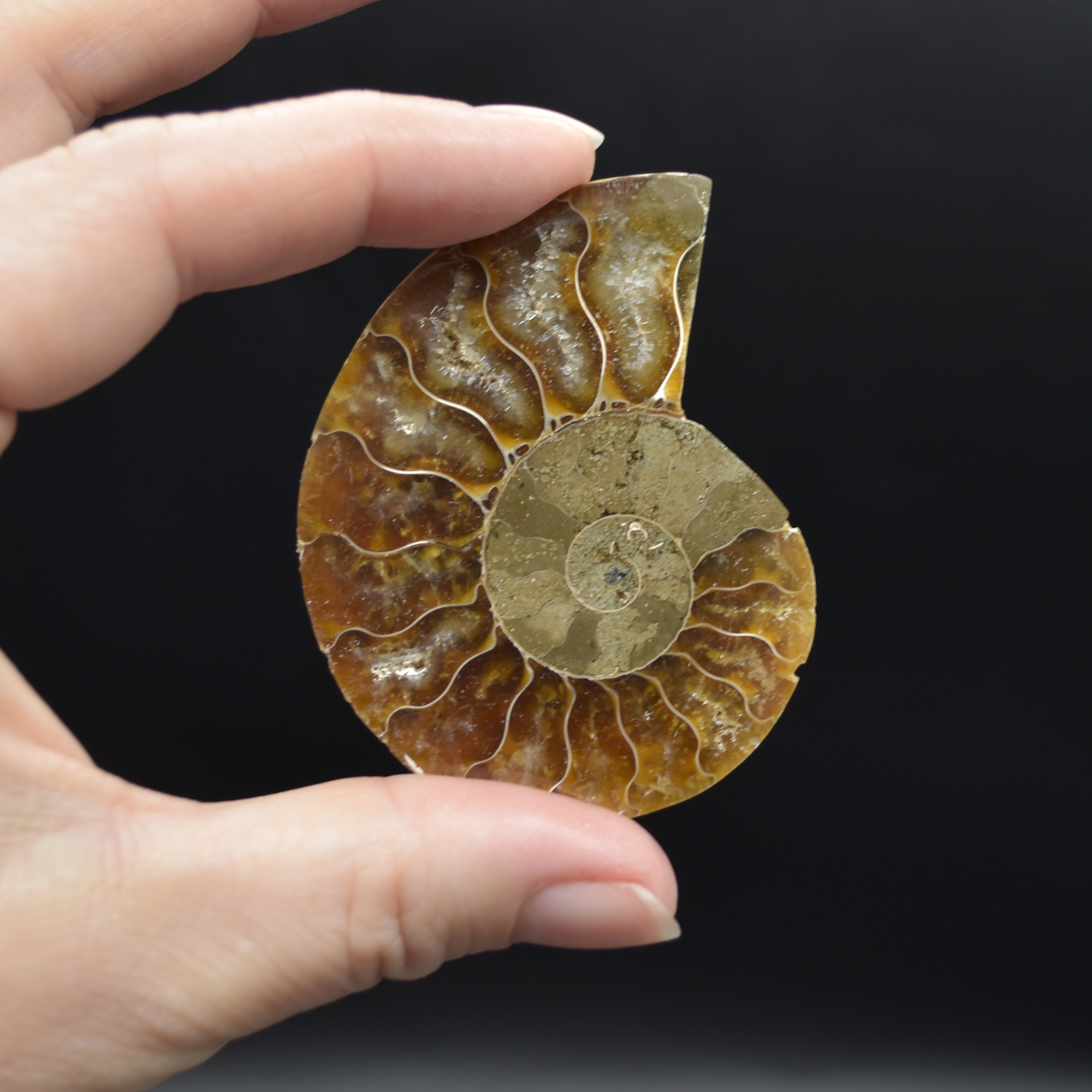 Pair of Brown Ammonite Cleoniceras Fossil Cut Slices from Madagascar - 3 Sizes - Image 3