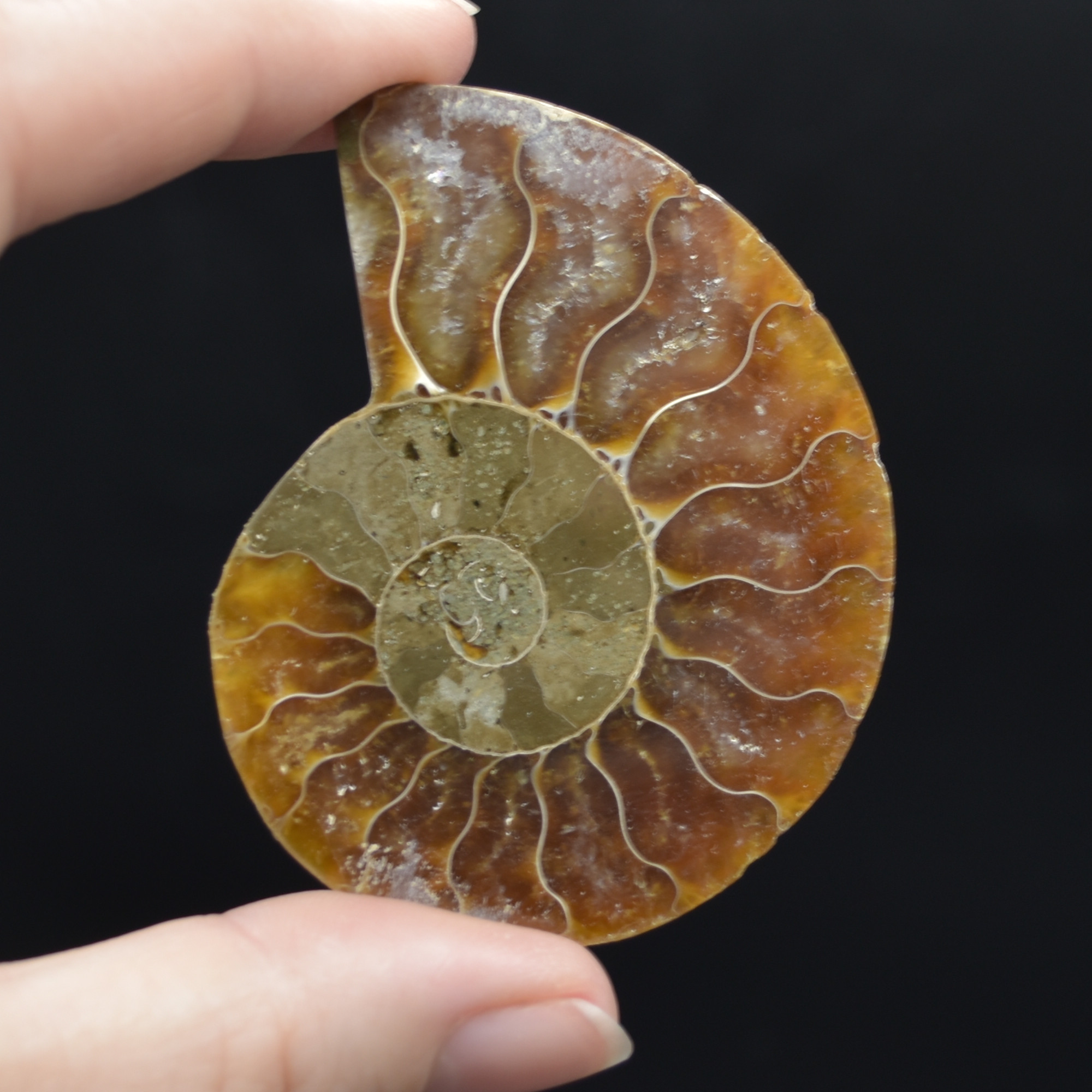 Pair of Brown Ammonite Cleoniceras Fossil Cut Slices from Madagascar - 3 Sizes - Image 4