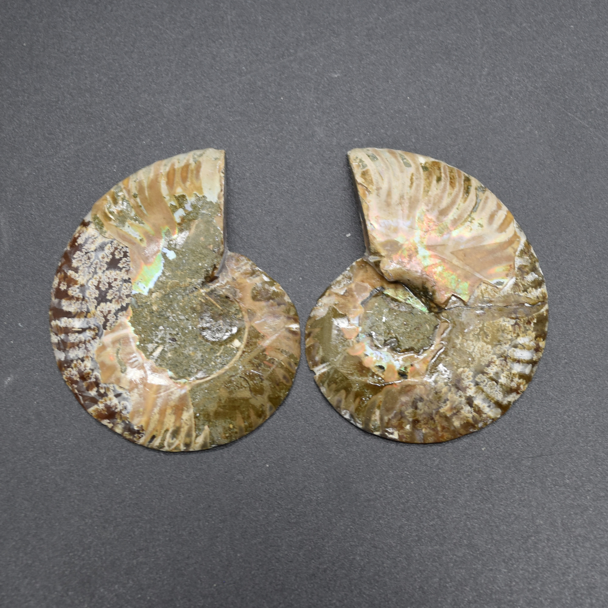 Pair of Brown Ammonite Cleoniceras Fossil Cut Slices from Madagascar - 3 Sizes - Image 5