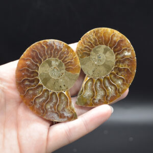 Pair of Brown Ammonite Cleoniceras Fossil Cut Slices from Madagascar - 3 Sizes