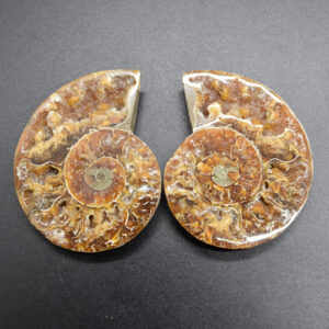 Pair of Brown Ammonite Cleoniceras Fossil Cut Slices from Madagascar - 5 Sizes