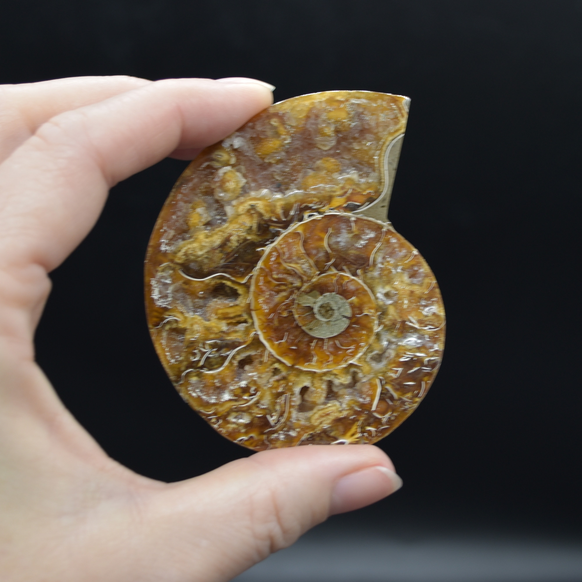 Pair of Brown Ammonite Cleoniceras Fossil Cut Slices from Madagascar - 5 Sizes - Image 22