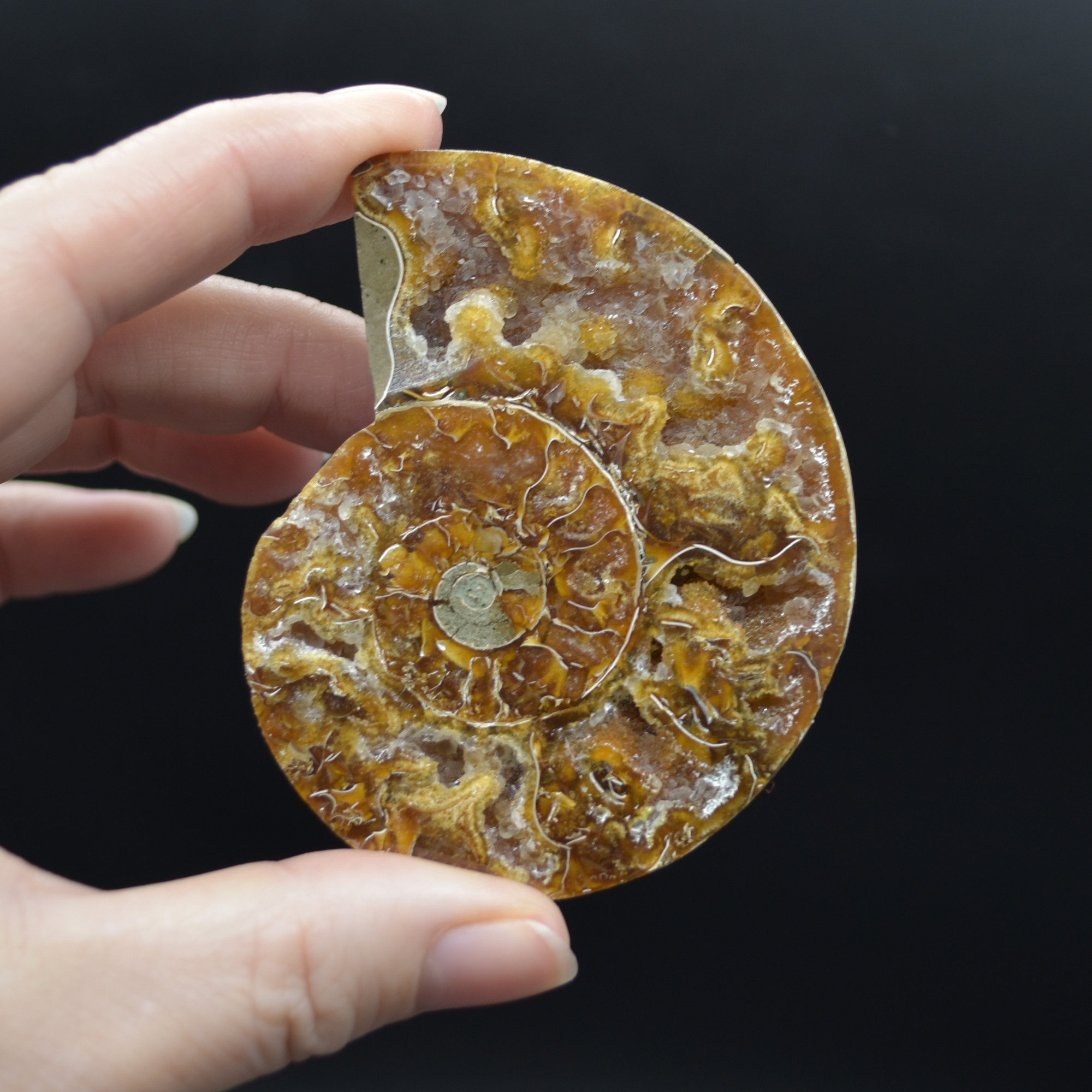 Pair of Brown Ammonite Cleoniceras Fossil Cut Slices from Madagascar - 5 Sizes - Image 23