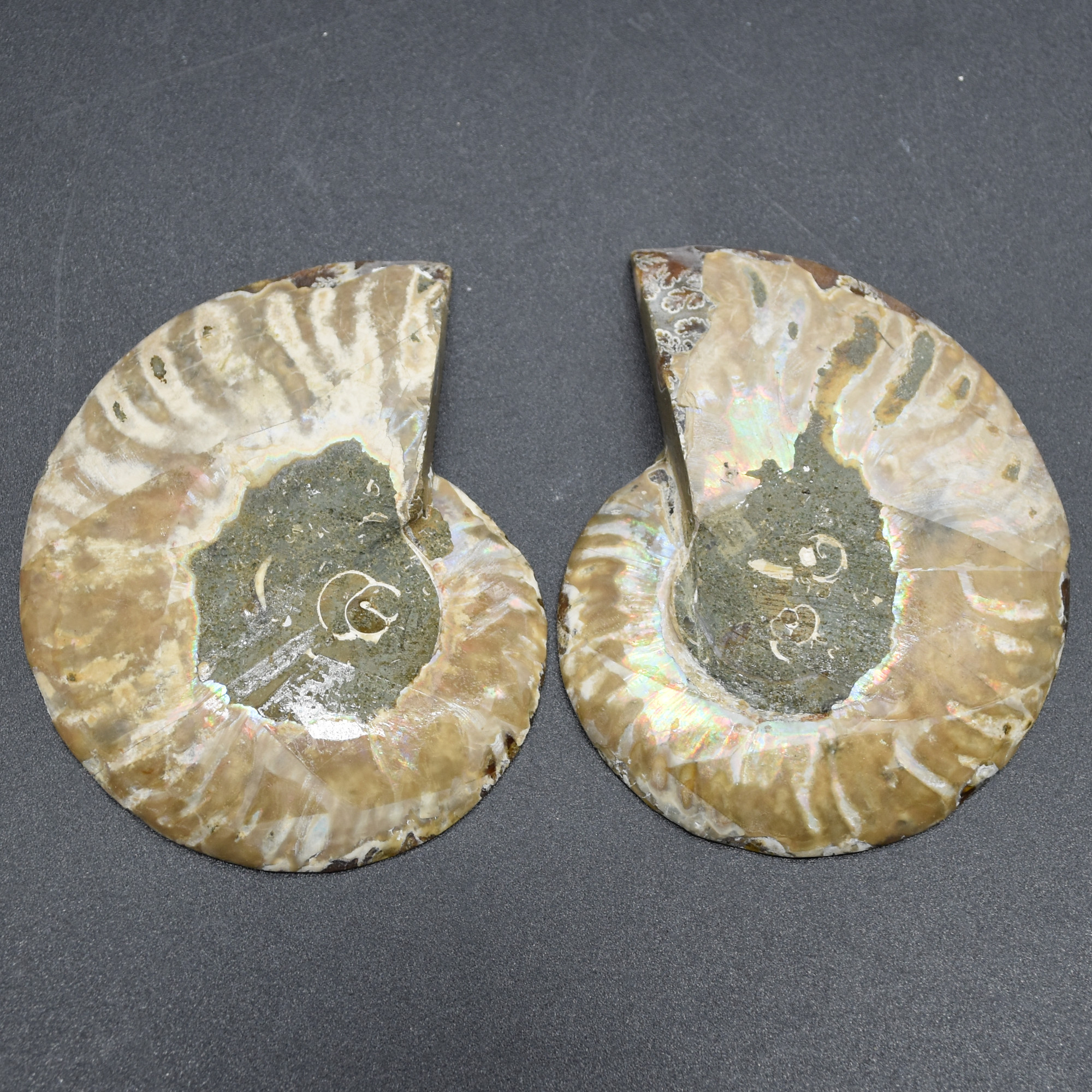 Pair of Brown Ammonite Cleoniceras Fossil Cut Slices from Madagascar - 5 Sizes - Image 24