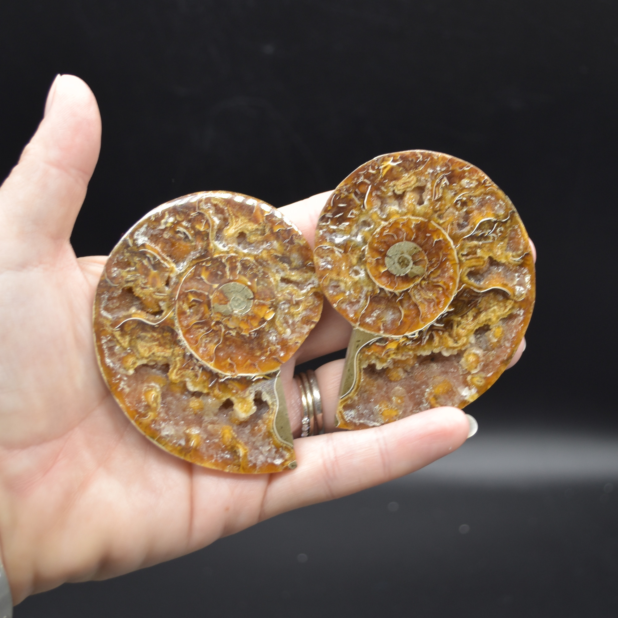 Pair of Brown Ammonite Cleoniceras Fossil Cut Slices from Madagascar - 5 Sizes - Image 25
