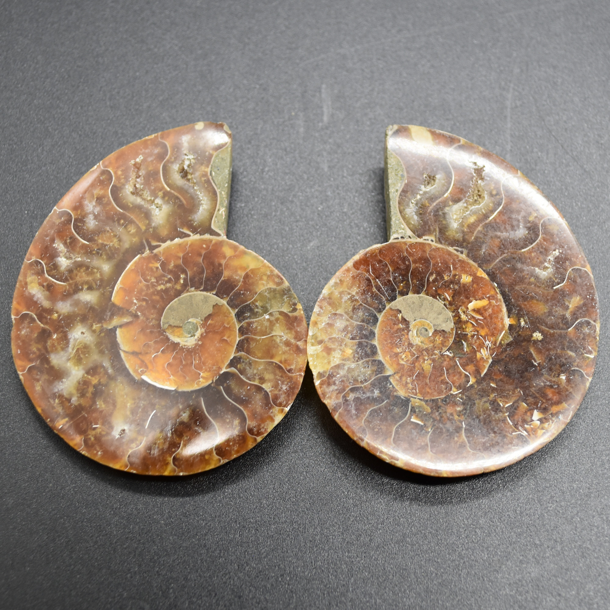 Pair of Brown Ammonite Cleoniceras Fossil Cut Slices from Madagascar - 3 Sizes - Image 6